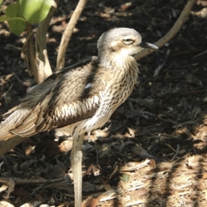 Burhinus grallarius at Mount Coot-Tha, QLD - 13 Aug 2023 01:00 PM