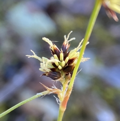 Luzula densiflora (Dense Wood-rush) at Black Mountain - 19 Aug 2023 by AJB