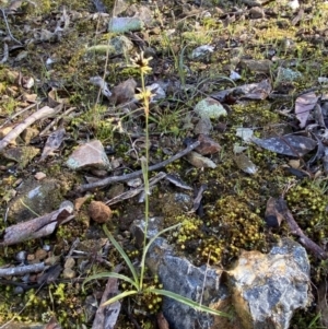 Luzula densiflora at Canberra Central, ACT - 20 Aug 2023