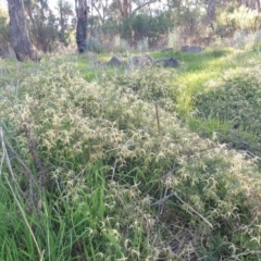 Clematis leptophylla (Small-leaf Clematis, Old Man's Beard) at Red Hill to Yarralumla Creek - 20 Aug 2023 by ruthkerruish