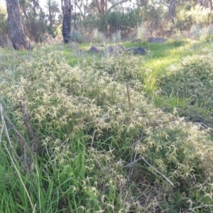 Clematis leptophylla at Hughes, ACT - 20 Aug 2023 04:25 PM