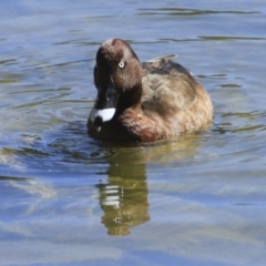 Aythya australis (Hardhead) at Brisbane Botantic Gardens Mt Coot-tha - 13 Aug 2023 by AlisonMilton