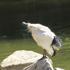 Threskiornis molucca (Australian White Ibis) at Brisbane Botantic Gardens Mt Coot-tha - 13 Aug 2023 by AlisonMilton