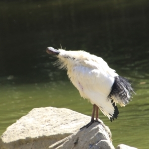 Threskiornis molucca at Toowong, QLD - 13 Aug 2023 01:11 PM