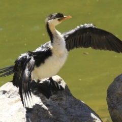 Microcarbo melanoleucos (Little Pied Cormorant) at Mount Coot-Tha, QLD - 13 Aug 2023 by AlisonMilton