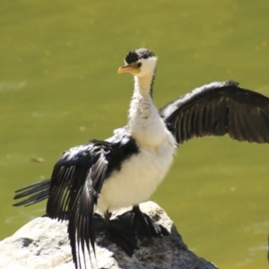 Microcarbo melanoleucos at Mount Coot-Tha, QLD - 13 Aug 2023