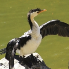 Microcarbo melanoleucos at Mount Coot-Tha, QLD - 13 Aug 2023