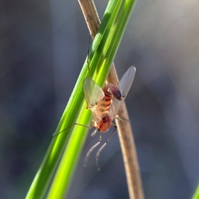 Chironomidae (family) at Black Mountain - 19 Aug 2023 by AJB