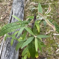 Olearia lirata (Snowy Daisybush) at Tidbinbilla Nature Reserve - 13 Aug 2023 by Tapirlord