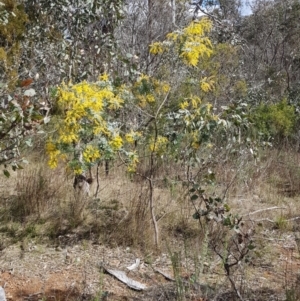 Acacia baileyana at Stromlo, ACT - 15 Aug 2023 11:25 AM