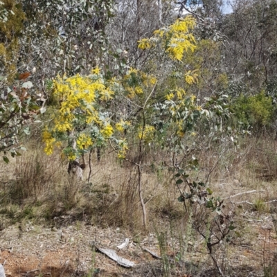 Acacia baileyana (Cootamundra Wattle, Golden Mimosa) at Stromlo, ACT - 15 Aug 2023 by HappyWanderer
