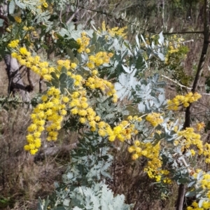 Acacia baileyana at Stromlo, ACT - 15 Aug 2023