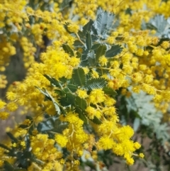 Acacia baileyana at Stromlo, ACT - 15 Aug 2023 11:25 AM