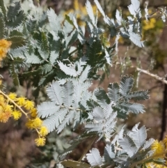 Acacia baileyana at Stromlo, ACT - 15 Aug 2023