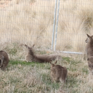 Macropus giganteus at Fyshwick, ACT - 10 Aug 2023 12:10 PM