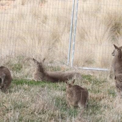 Macropus giganteus (Eastern Grey Kangaroo) at Jerrabomberra Wetlands - 10 Aug 2023 by HappyWanderer