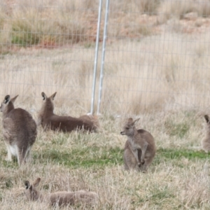 Macropus giganteus at Fyshwick, ACT - 10 Aug 2023