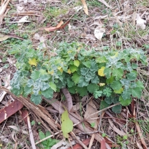 Marrubium vulgare at Watson, ACT - 2 Aug 2023 11:30 AM