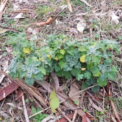 Marrubium vulgare (Horehound) at Mount Majura - 2 Aug 2023 by HappyWanderer