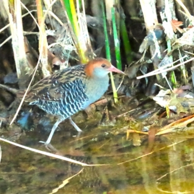 Lewinia pectoralis (Lewin's Rail) at Coombs, ACT - 20 Aug 2023 by BenW