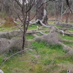 Galium aparine at Majura, ACT - 2 Aug 2023