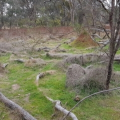 Galium aparine at Majura, ACT - 2 Aug 2023