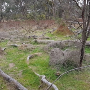 Galium aparine at Majura, ACT - 2 Aug 2023