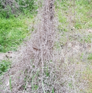 Galium aparine at Majura, ACT - 2 Aug 2023