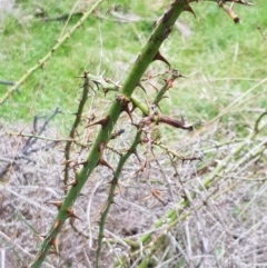 Rosa sp. (A Wild Rose) at Majura, ACT - 2 Aug 2023 by HappyWanderer