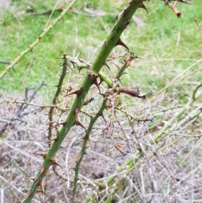 Rosa sp. (A Wild Rose) at Mount Majura - 2 Aug 2023 by HappyWanderer