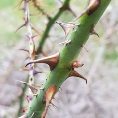 Rosa sp. at Majura, ACT - 2 Aug 2023