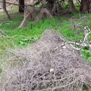 Galium aparine at Majura, ACT - 2 Aug 2023