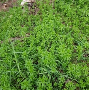 Galium aparine at Majura, ACT - 2 Aug 2023 11:46 AM