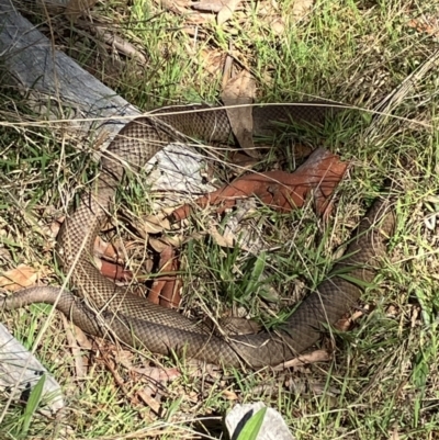 Pseudonaja textilis (Eastern Brown Snake) at Hall, ACT - 20 Aug 2023 by strigo