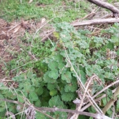 Marrubium vulgare (Horehound) at Mount Majura - 2 Aug 2023 by HappyWanderer