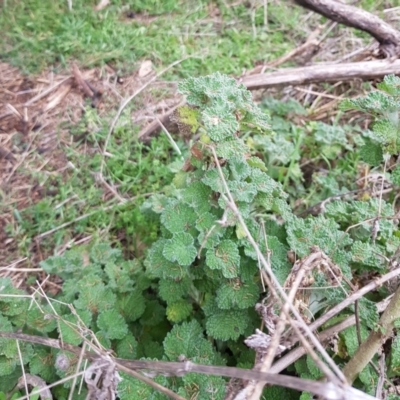 Marrubium vulgare (Horehound) at Mount Majura - 2 Aug 2023 by HappyWanderer