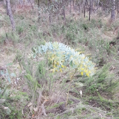 Acacia baileyana (Cootamundra Wattle, Golden Mimosa) at Mount Majura - 2 Aug 2023 by HappyWanderer