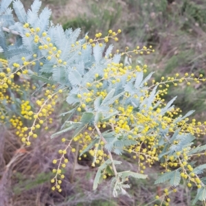 Acacia baileyana at Majura, ACT - 2 Aug 2023 11:49 AM