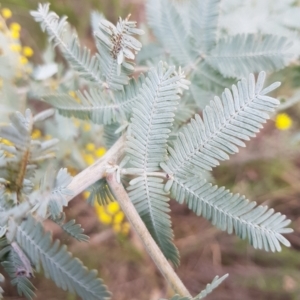 Acacia baileyana at Majura, ACT - 2 Aug 2023 11:49 AM