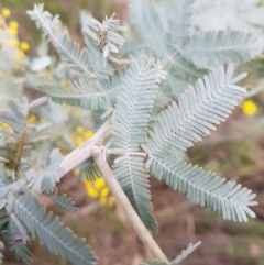 Acacia baileyana at Majura, ACT - 2 Aug 2023