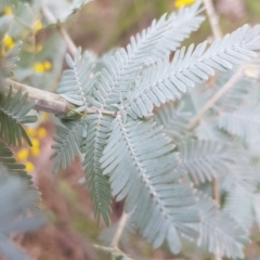 Acacia baileyana at Majura, ACT - 2 Aug 2023 11:49 AM