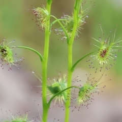 Drosera gunniana (Pale Sundew) at Felltimber Creek NCR - 20 Aug 2023 by KylieWaldon