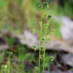 Drosera gunniana at West Wodonga, VIC - 20 Aug 2023 10:46 AM