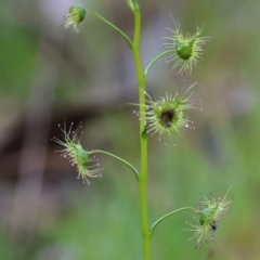 Drosera gunniana at West Wodonga, VIC - 20 Aug 2023 10:46 AM