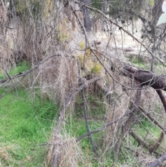 Galium aparine at Majura, ACT - 2 Aug 2023