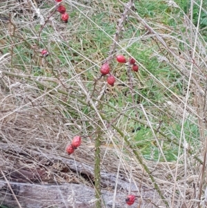 Rosa sp. at Majura, ACT - 2 Aug 2023