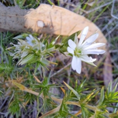 Stellaria pungens (Prickly Starwort) at Mount Majura - 20 Aug 2023 by abread111