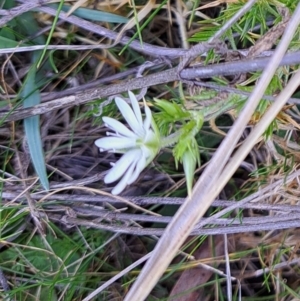 Stellaria pungens at Majura, ACT - 20 Aug 2023 02:49 PM