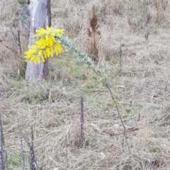 Acacia baileyana (Cootamundra Wattle, Golden Mimosa) at Majura, ACT - 2 Aug 2023 by HappyWanderer