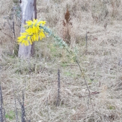 Acacia baileyana (Cootamundra Wattle, Golden Mimosa) at Mount Majura - 2 Aug 2023 by HappyWanderer